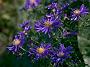 Aster Blaue Lagune